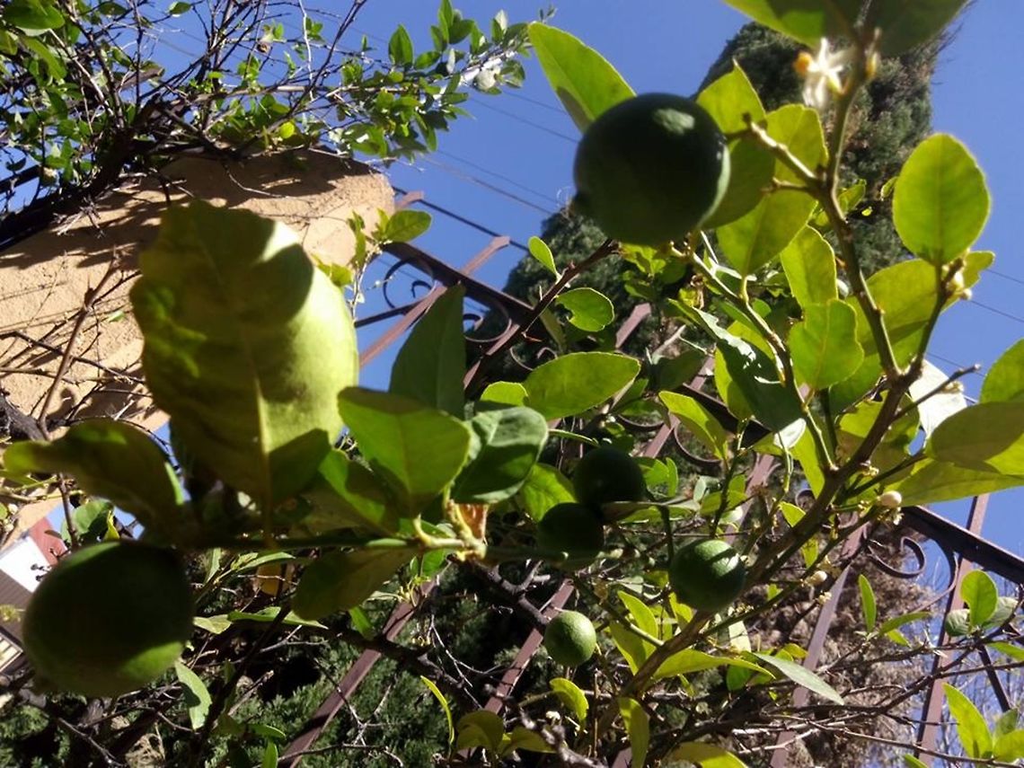 Citrus &times; aurantifolia  Citrus &times; aurantiifolia,Geotagged,Key lime,Mexico