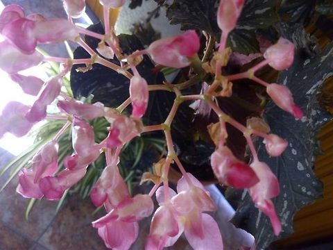 Spotted begonia  Begonia maculata,Spotted begonia