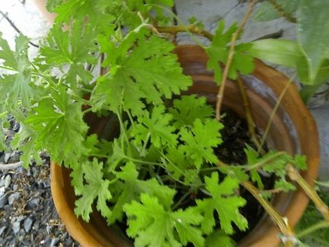 Citronela Pelargonium This plant scares mosquitoes Geotagged,Mexico