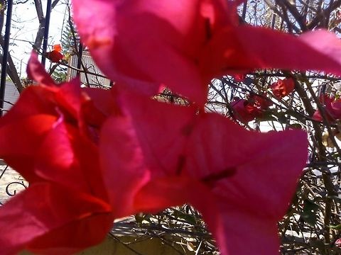 Bougainvillea  Geotagged,Mexico