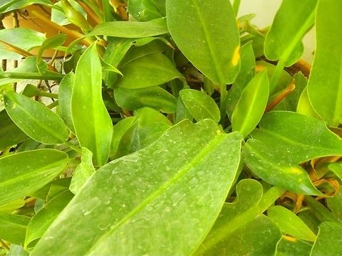 16832068_10210821879516734_8586392012776089739_n