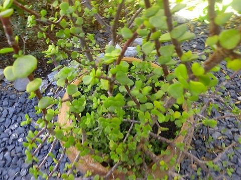 16832251_10210821860636262_6801958075696368386_n