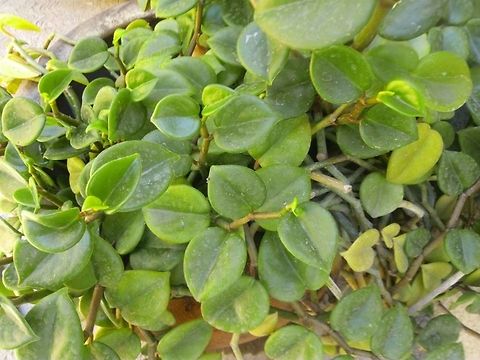 16864204_10210821880396756_6233808886531016522_n