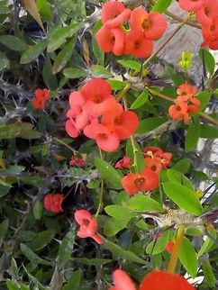 Euphorbia milii  Crown of thorns,Euphorbia milii,Geotagged,Mexico
