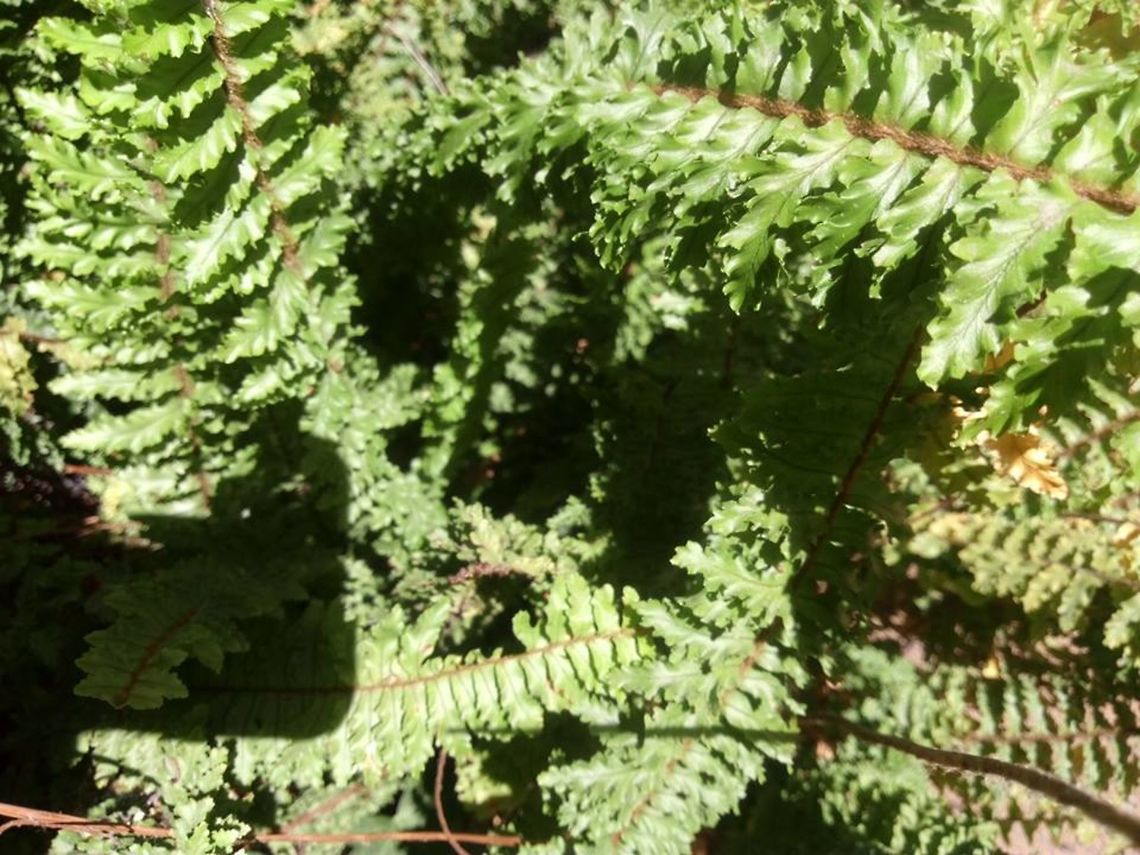 Pteridium aquilinum There where a lot of this plants at the river from our ranch... Geotagged,Mexico,Nephrolepis exaltata,Pteridium aquilinum,Sword fern