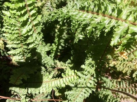 Pteridium aquilinum There where a lot of this plants at the river from our ranch... Geotagged,Mexico,Nephrolepis exaltata,Pteridium aquilinum,Sword fern
