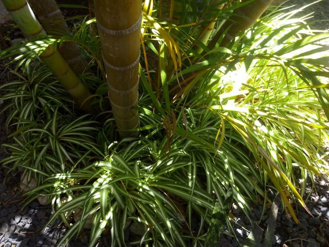 Chlorophytum comosum  Chlorophytum comosum,Geotagged,Mexico