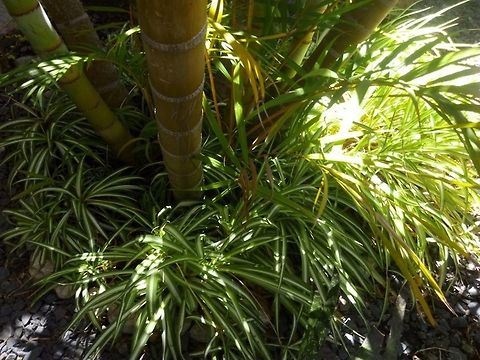 Chlorophytum comosum  Chlorophytum comosum,Geotagged,Mexico