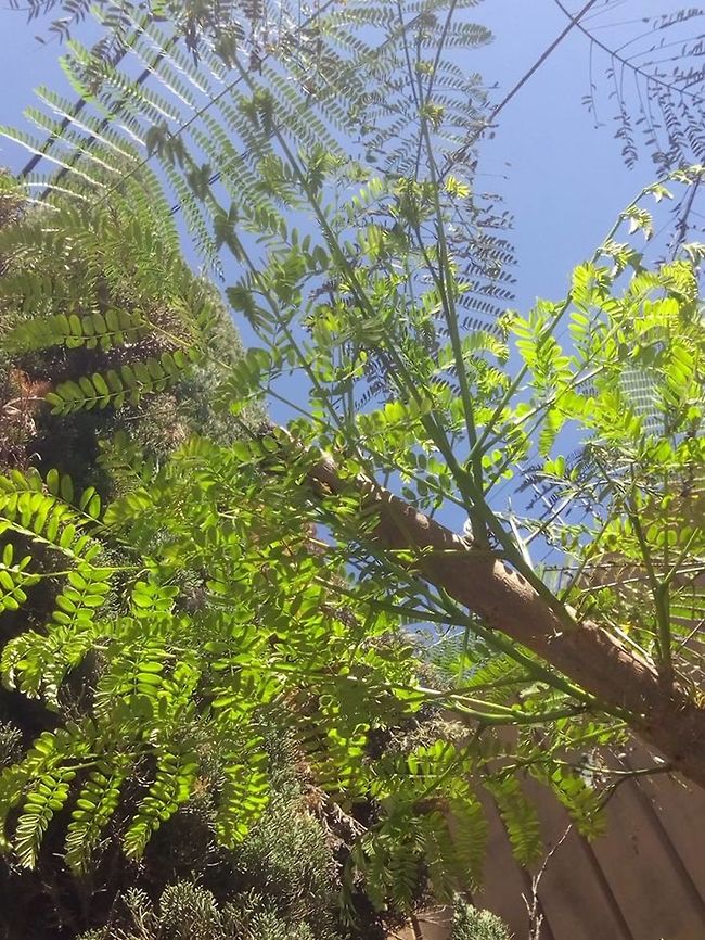 Caesalpinia pulcherrima This is a tree that I have plant on the sidewalk from my street... Caesalpinia pulcherrima,Geotagged,Mexico