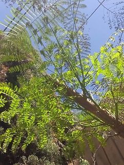 Caesalpinia pulcherrima This is a tree that I have plant on the sidewalk from my street... Caesalpinia pulcherrima,Geotagged,Mexico