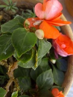 Begonia Semperflorens-Cultorum  Begonia coccinea,Begonia cooperi,Begonia gracilis,Begonia manicata,Begonia obliqua,Geotagged,Mexico