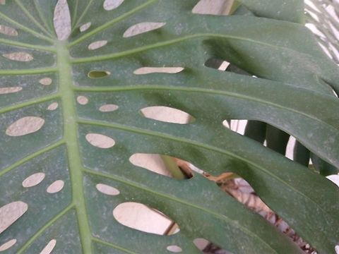 monstera deliciosa  Geotagged,Mexico,Monstera deliciosa,monstera deliciosa
