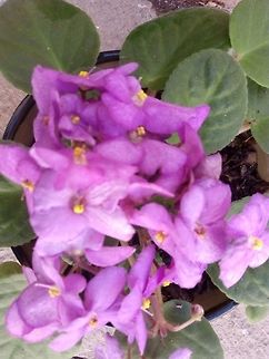 African violet  Saintpaulia