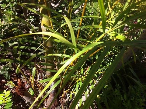 Areca Palm  Areca catechu,Areca palm,Geotagged,Mexico