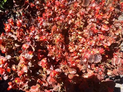 Ciclamen, red begonias  Geotagged,Mexico