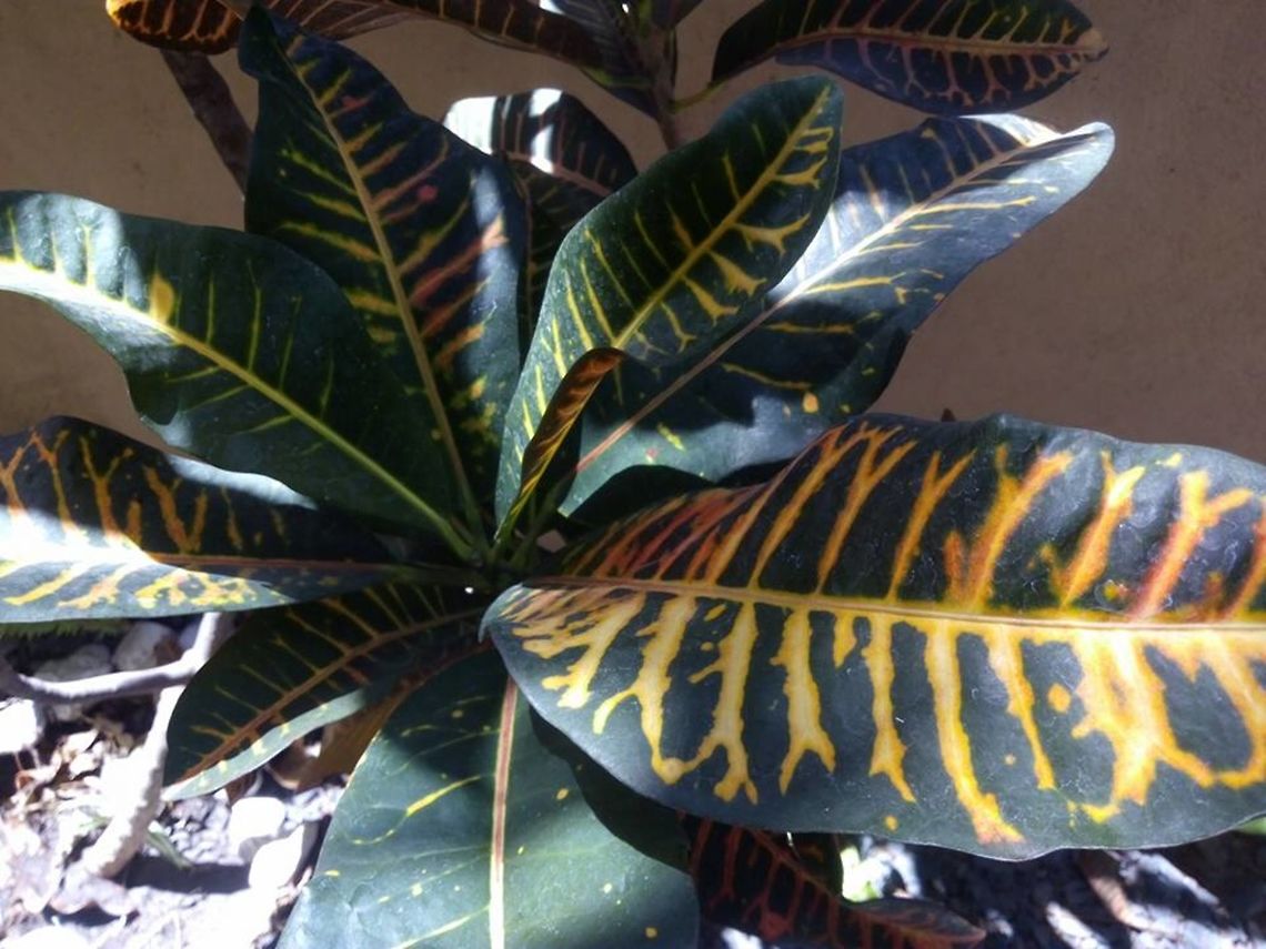 Codiaeum variegatum This is a pretty plant that is at home. Codiaeum variegatum,Croton,Geotagged,Mexico