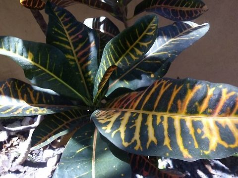 Codiaeum variegatum This is a pretty plant that is at home. Codiaeum variegatum,Croton,Geotagged,Mexico