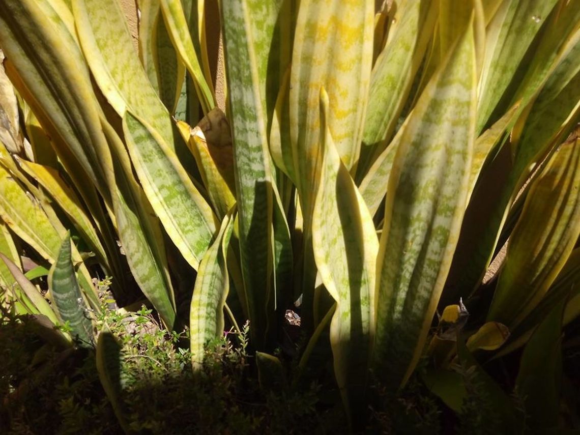 Espadas, Sansevieria trifasciata  Sansevieria trifasciata,Snake Plant