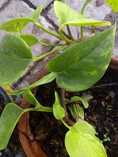 Epipremnum aureum We call this plant phone (teléfono), because the phone line... Epipremnum aureum,Geotagged,Mexico