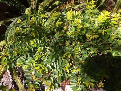 Small bushes  Geotagged,Mexico
