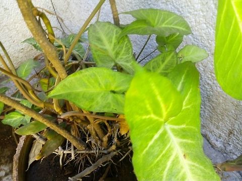 Colomo  Syngonium podophyllum,Synogonium podophyllum
