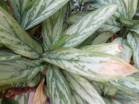 Aglaonema, acuario gallego  Aglaonema commutatum,Philippine evergreen