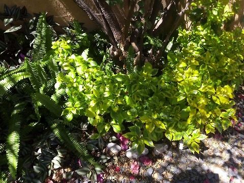 Plectranthus nunmularius  Geotagged,Mexico,Plectranthus verticillatus