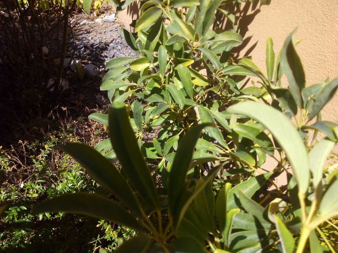 Schefflera arboricola  Geotagged,Mexico,Schefflera arboricola