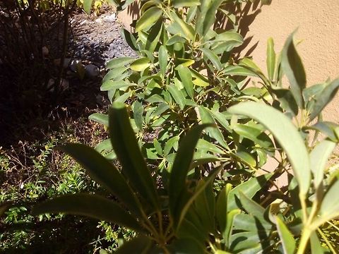 Schefflera arboricola  Geotagged,Mexico,Schefflera arboricola