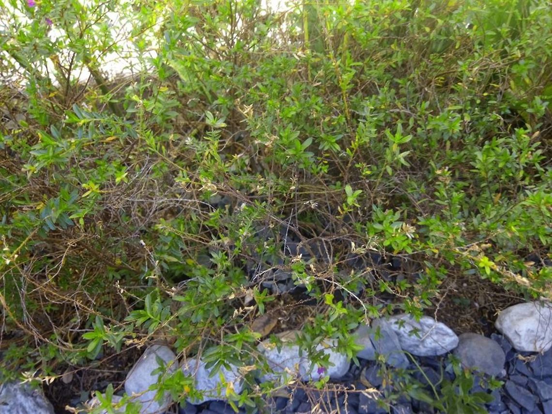 Small bushes  Geotagged,Mexico