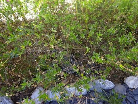 Small bushes  Geotagged,Mexico