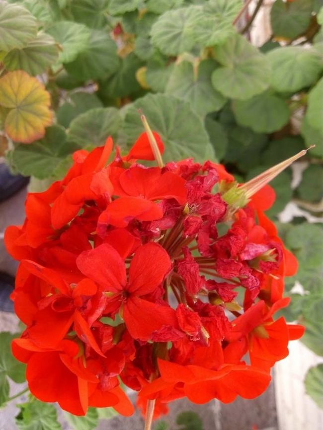 Malva These are my mother's plants Geotagged,Malva,Mexico,Pelargonium hortorum,Pelargonium &times; hortorum