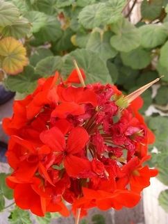 Malva These are my mother's plants Geotagged,Malva,Mexico,Pelargonium hortorum,Pelargonium &times; hortorum