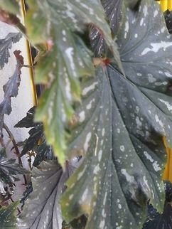 Lluvia  Begonia maculata,Spotted begonia