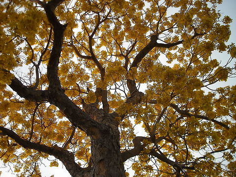 Tabebuia Lapacho