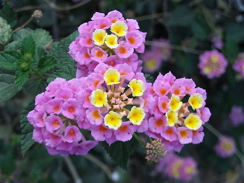 Lantana camara  Geotagged,Lantana camara,Mexico,Spanish Flag,Winter