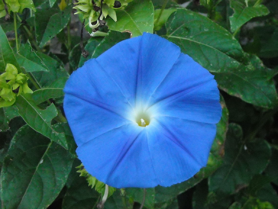 Ipomoea Tricolor  Geotagged,Ipomoea Tricolor,Ipomoea tricolor,Mexico,Spring