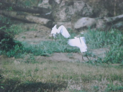 White herons fighting  Geotagged,Mexico,Spring