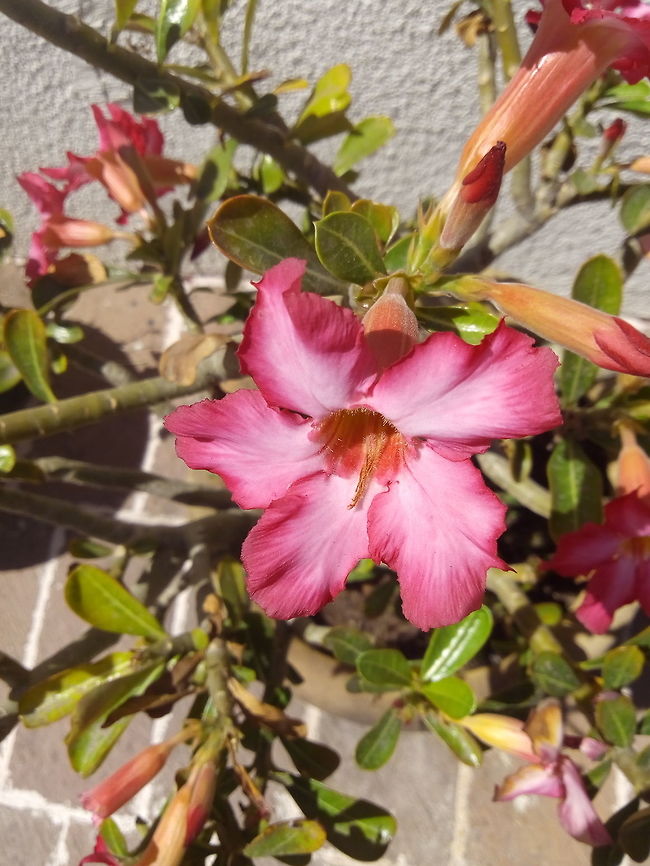 Adenium obesum  Adenium obesum,Desert rose,Geotagged,Mexico,Winter