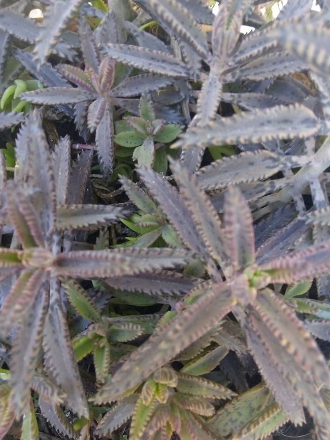 tutuna mituna  Geotagged,Kalanchoe daigremontiana,Mexico,Mother of Thousands