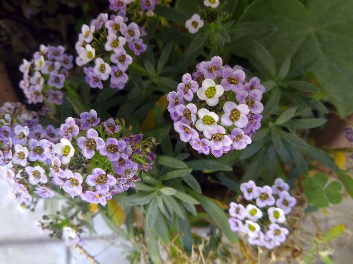 Lobularia maritima  Geotagged,Lobularia maritima,Mexico,Sweet alyssum