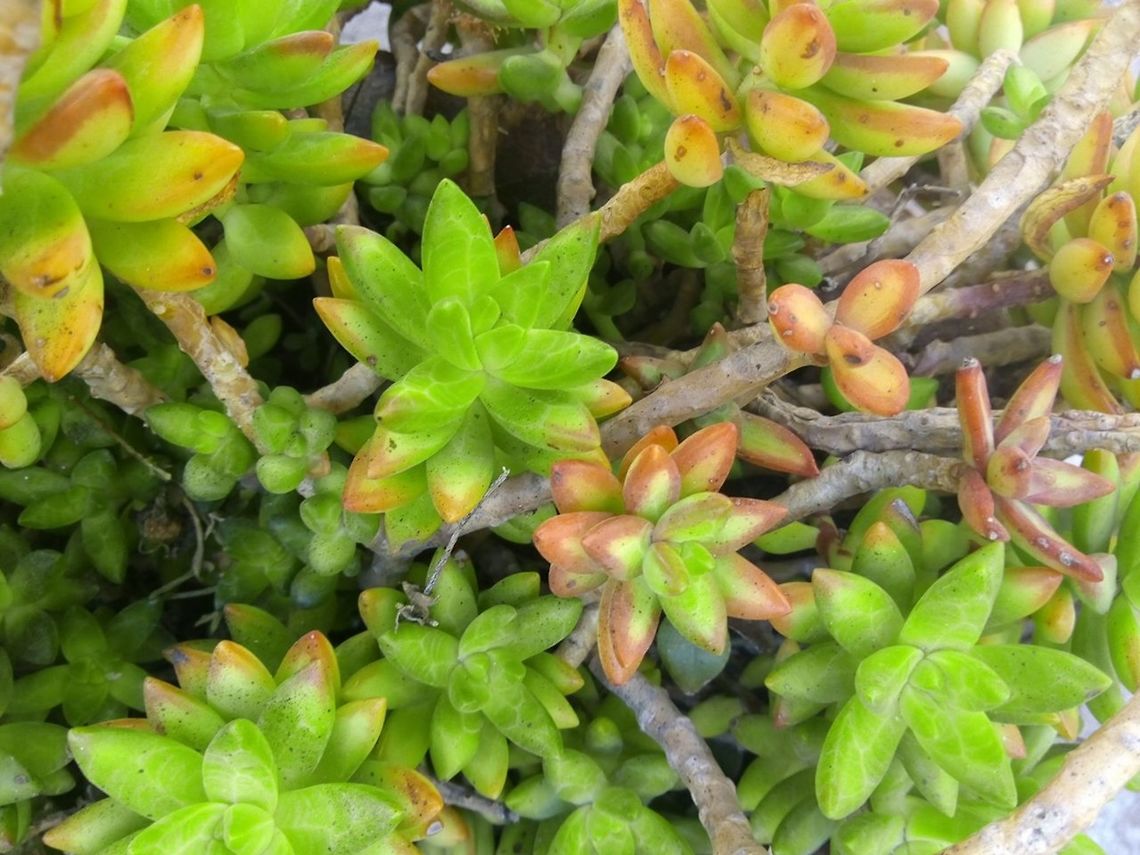 sedum corynephyllum  Geotagged,Mexico,Sedum corynephyllum