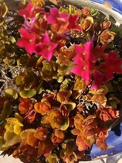 Sedum spurium  Crassula capitella,Geotagged,Mexico,Rockcress,Sedum spurium