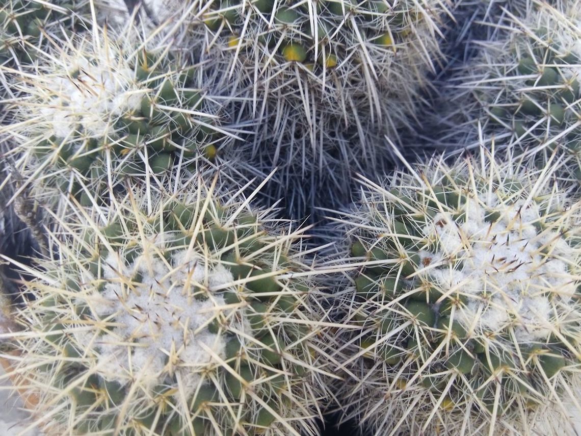 Echinocactus platyacanthus  Echinocactus platyacanthus