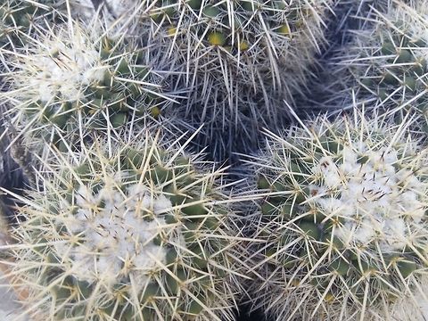 Echinocactus platyacanthus