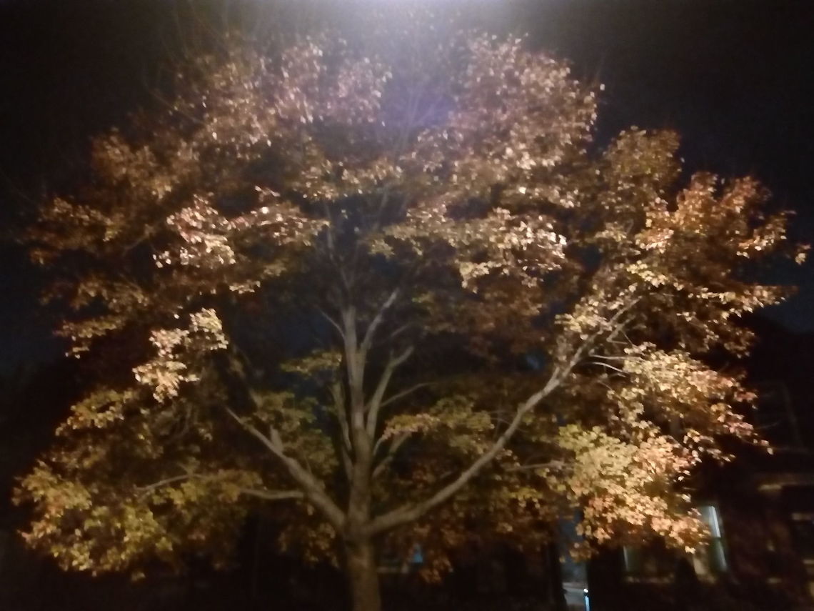 Yellow Maple  Acer saccharum,Fall,Geotagged,Sugar Maple,United States