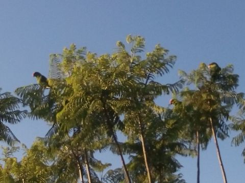 Great Green Macaws They where beutiful and a lot of birds where around them, I hear their noises and exit to the street to take some pictures, also this picture was taken on the roof from my house, hope you like it. Ara ambiguus,Geotagged,Great Green Macaw,Green Macaw,Macaws,Mexico