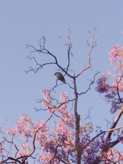 Green Macaw Today I hear some Macaws and exit to the street to take some pictures of them. Ara ambiguus,Geotagged,Great Green Macaw,Green Macaw,Macaws,Mexico