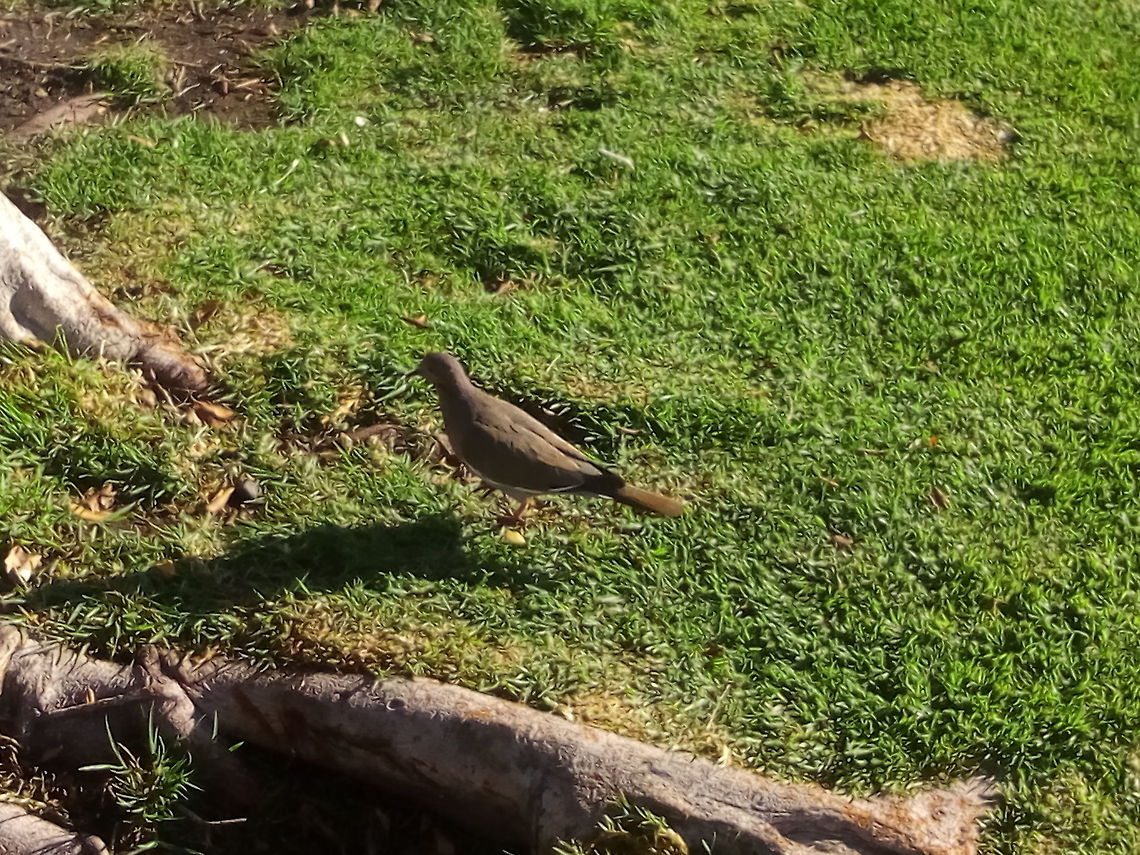 Morning Dove I walk for a moment and saw this dove Barred cuckoo-dove,Chalcophaps indica,Common Emerald Dove,Geotagged,Macropygia amboinensis,Macropygia unchall,Mexico,Ringneck Dove,Slender-billed cuckoo-dove,Spring,Streptopelia risoria