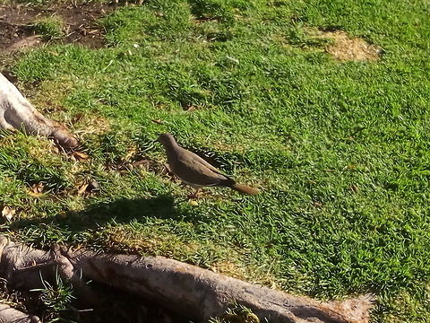 Morning Dove I walk for a moment and saw this dove Barred cuckoo-dove,Chalcophaps indica,Common Emerald Dove,Geotagged,Macropygia amboinensis,Macropygia unchall,Mexico,Ringneck Dove,Slender-billed cuckoo-dove,Spring,Streptopelia risoria